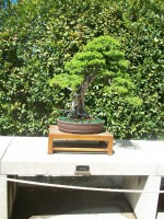 /album/danimayosinfojardin2/bonsai-enebroo-de-las-pagodas-jpg-jpg/